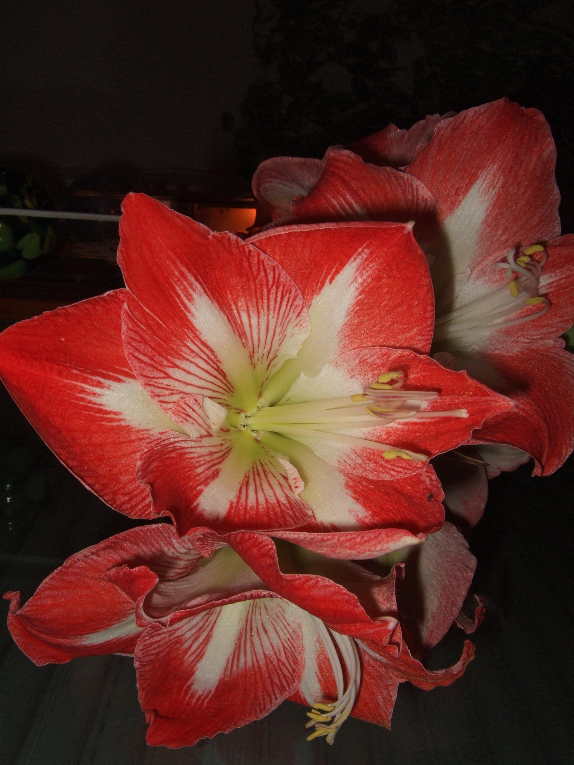 Amaryllis