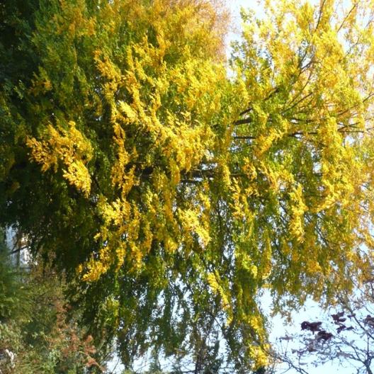 Baum Oktober