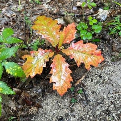 Herbstblätter